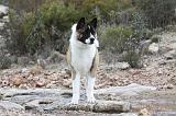 AKITA AMERICAIN 336